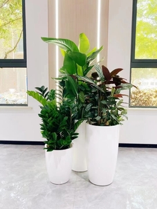 宁波镇海盆景租摆专业，满足你的绿植需求！